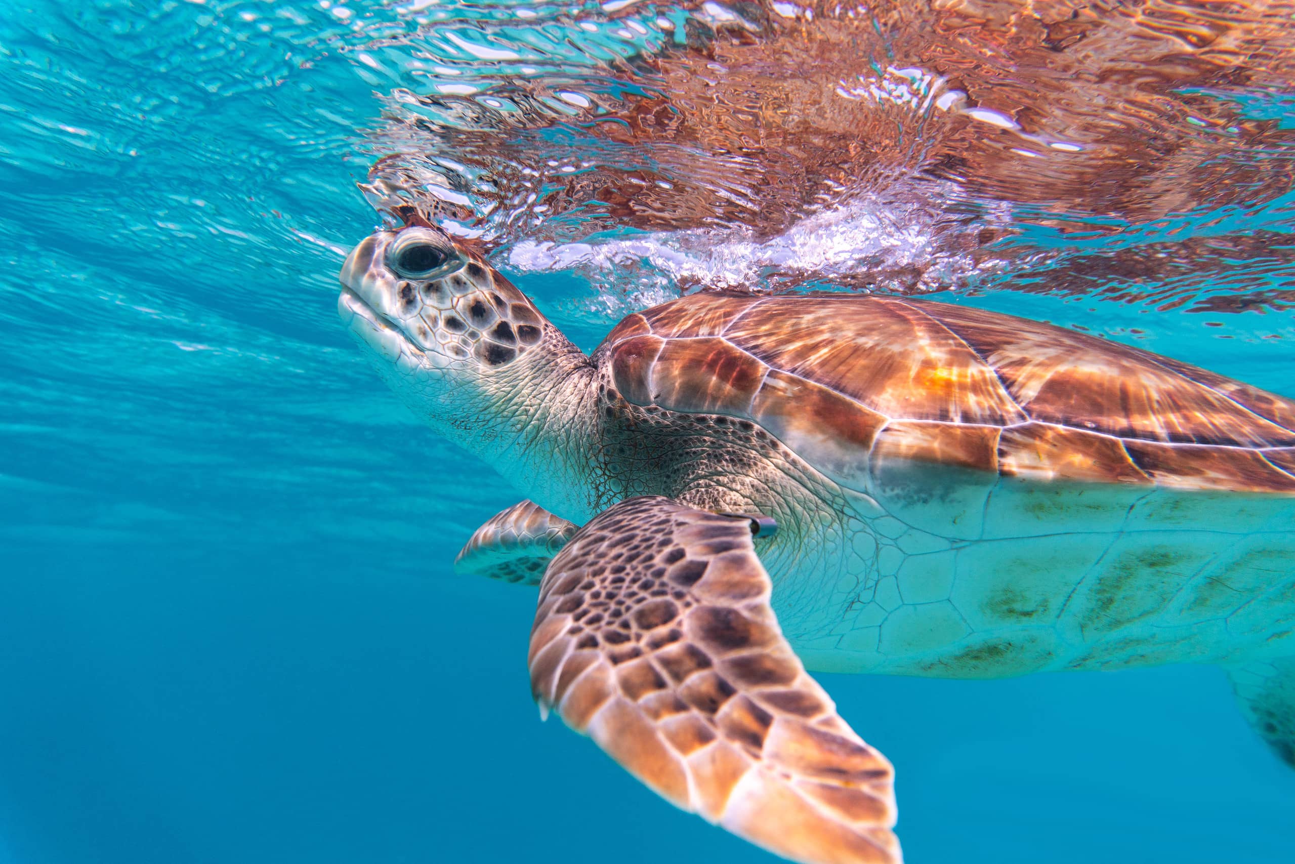 Illustration of Eco Conscious Luxury Penthouse Rentals